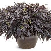 Thumbnail of Beauty Shot: ipomoea_sweet_caroline_medusa_black_12824_mono.jpg