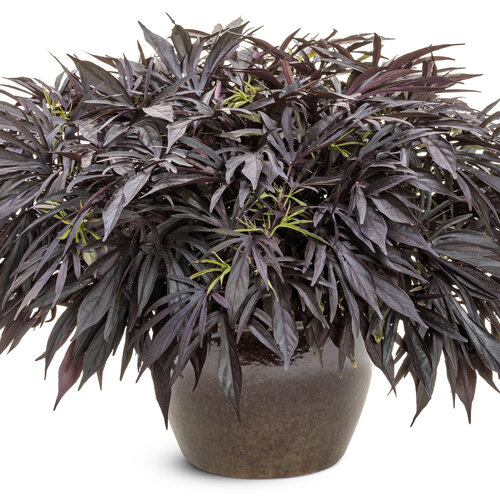 Beauty Shot: ipomoea_sweet_caroline_medusa_black_12824_mono.jpg