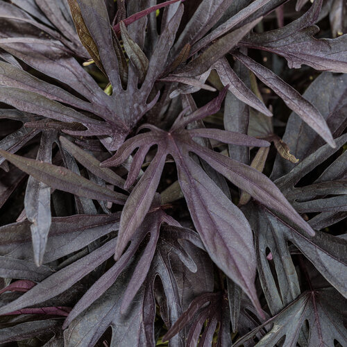 Sweet Caroline Medusa™ Black - ornamental sweet potato vine - Ipomoea batatas