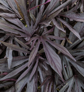 Sweet Caroline Medusa™ Black - ornamental sweet potato vine - Ipomoea batatas