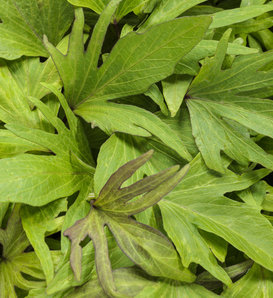 Sweet Caroline Medusa™ Green - Ornamental Sweet Potato Vine - Ipomoea batatas