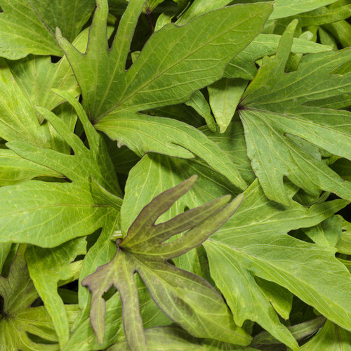 Sweet Caroline Medusa™ Green - Ornamental Sweet Potato Vine - Ipomoea batatas