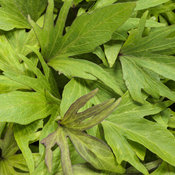 Thumbnail of Sweet Caroline Medusa™ Green - Ornamental Sweet Potato Vine - Ipomoea batatas