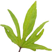 Thumbnail of Cut-out: ipomoea_sweet_caroline_medusa_green_macro_03.jpg