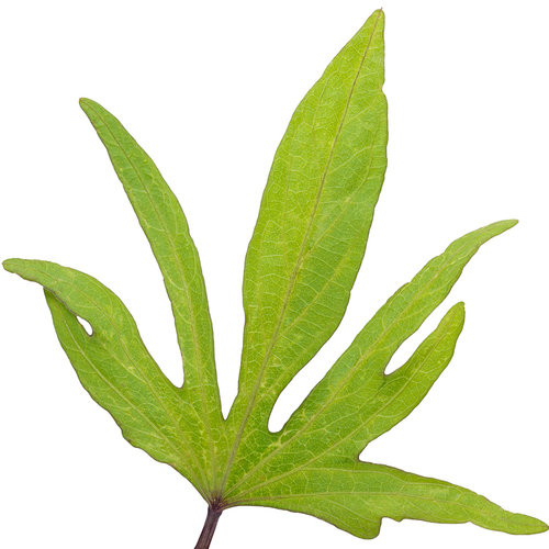 Cut-out: ipomoea_sweet_caroline_medusa_green_macro_03.jpg