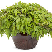 Thumbnail of Beauty Shot: ipomoea_sweet_caroline_medusa_green_mono.jpg