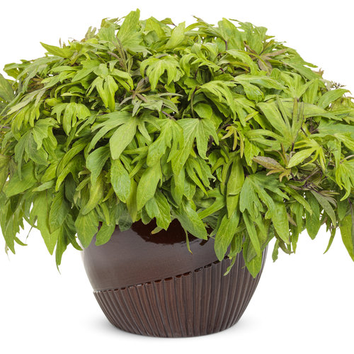 Beauty Shot: ipomoea_sweet_caroline_medusa_green_mono.jpg