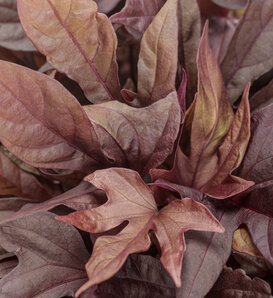 Sweet Caroline Red Hawk™ II - Ornamental Sweet Potato Vine - Ipomoea  