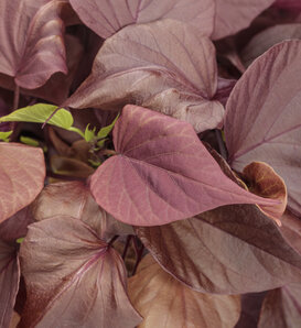 Sweet Caroline Sweetheart Mahogany™ - Ornamental Sweet Potato Vine - Ipomoea batatas