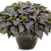 Thumbnail of Beauty Shot: ipomoea_sweet_caroline_sweetheart_shadowstorm_12823_mono.jpg