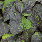 Thumbnail of Sweet Caroline Sweetheart Shadowstorm® - ornamental sweet potato vine - Ipomoea batatas