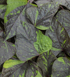 Sweet Caroline Sweetheart Shadowstorm® - ornamental sweet potato vine - Ipomoea batatas