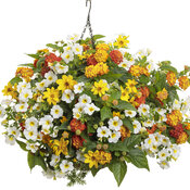 Thumbnail of Hanging Basket: ireland.jpg