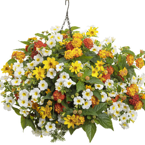 Hanging Basket: ireland.jpg