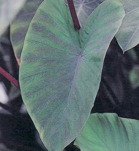 Island Giants® Heart of the Jungle® - elephant's ear - Colocasia esculenta