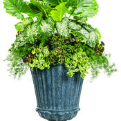 Thumbnail of Patio Container: island_paradise-872x1200-ac7b053.jpg