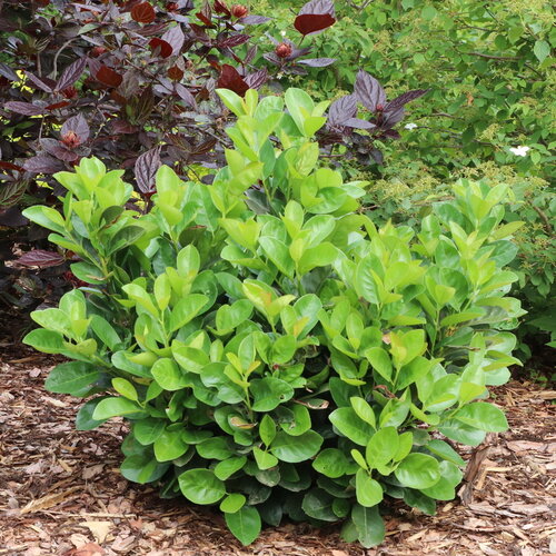 Jade Turtle<sup>™</sup> Prunus laurocerasus