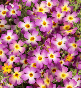 Safari® Dawn - South African Phlox - Jamesbrittenia  