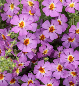 Safari® Dusk™ - South African Phlox - Jamesbrittenia  