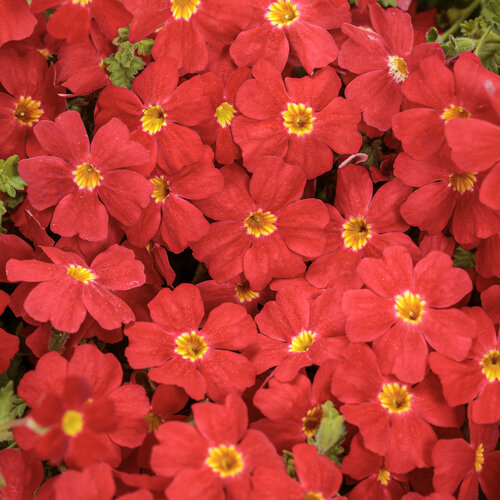 Safari® Lava Flow - South African phlox - Jamesbrittenia  