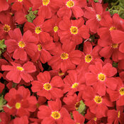 Thumbnail of Safari® Lava Flow - South African phlox - Jamesbrittenia  