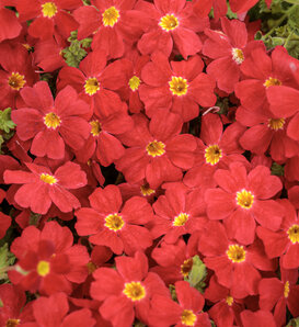 Safari® Lava Flow - South African phlox - Jamesbrittenia  