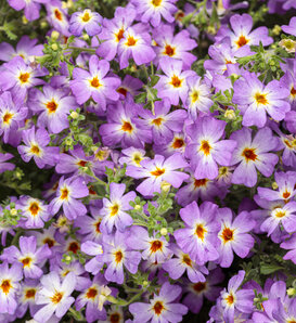 Safari® Sky - South African Phlox - Jamesbrittenia  