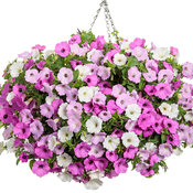 Thumbnail of Hanging Basket: Cool Jazz