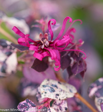 Jazz Hands Variegated<sup>®</sup> Loropetalum