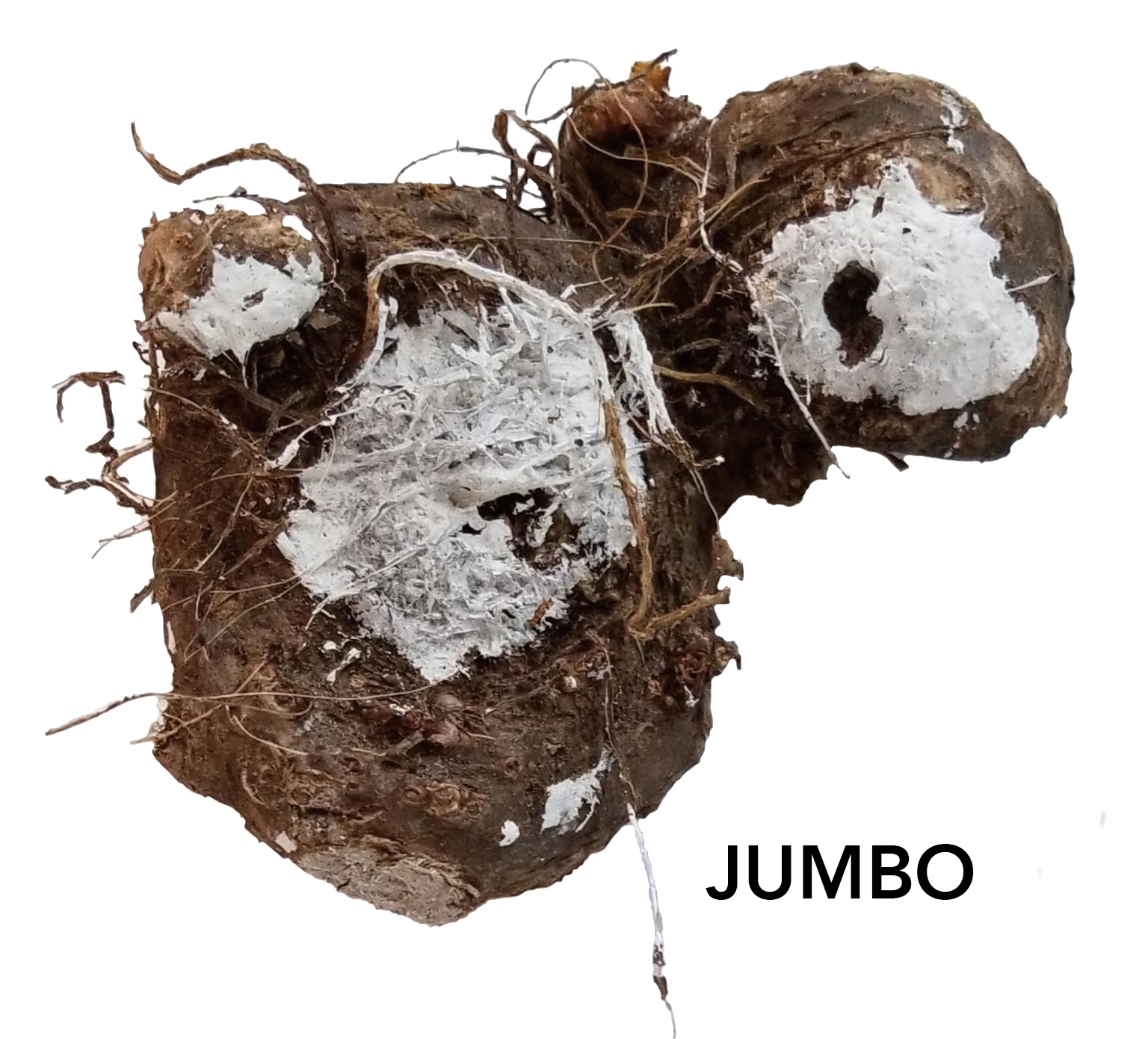 jumbo_grade_bulb