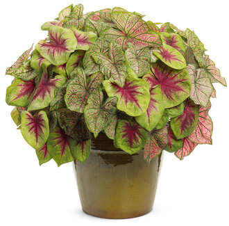 Kindness - 2026 National Recipe of the Year (Caladiums)