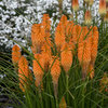 Pyromania® 'Orange Blaze' - Red Hot Poker - Kniphofia hybrid