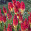 Pyromania® 'Rocket's Red Glare' - Red Hot Poker - Kniphofia hybrid