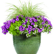 Thumbnail of Patio Container: lacey-502x601-16d035a.jpg
