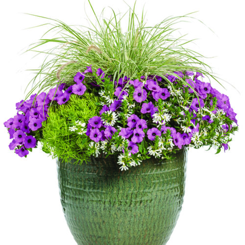Patio Container: lacey-502x601-16d035a.jpg
