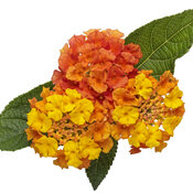Thumbnail of Cut-out: lantana_luscious_basket_tangelo_macro_05.jpg