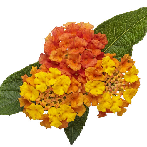 Cut-out: lantana_luscious_basket_tangelo_macro_05.jpg