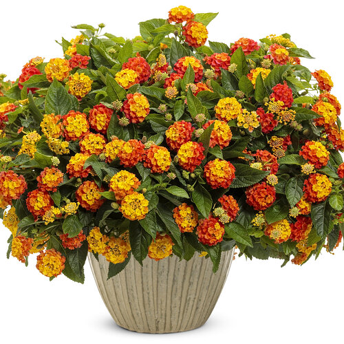 Beauty Shot: lantana_luscious_basket_tangelo_mono.jpg