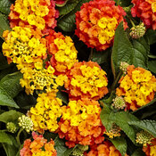 Thumbnail of Luscious® Basket Tangeglow® - Lantana camara