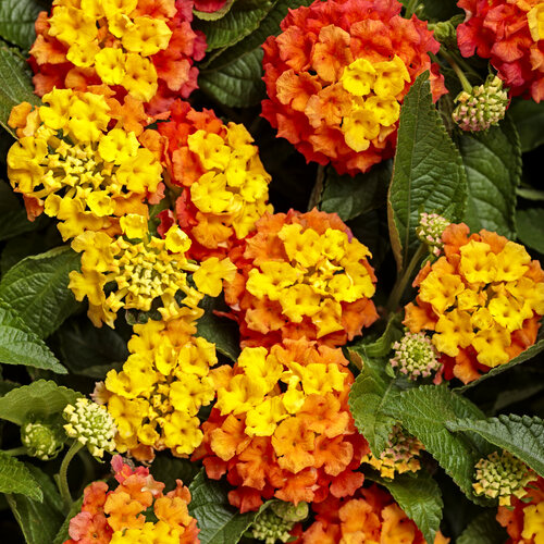 Luscious® Basket Tangeglow® - Lantana camara