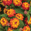 Luscious® Citrus Blend™ II - Lantana camara