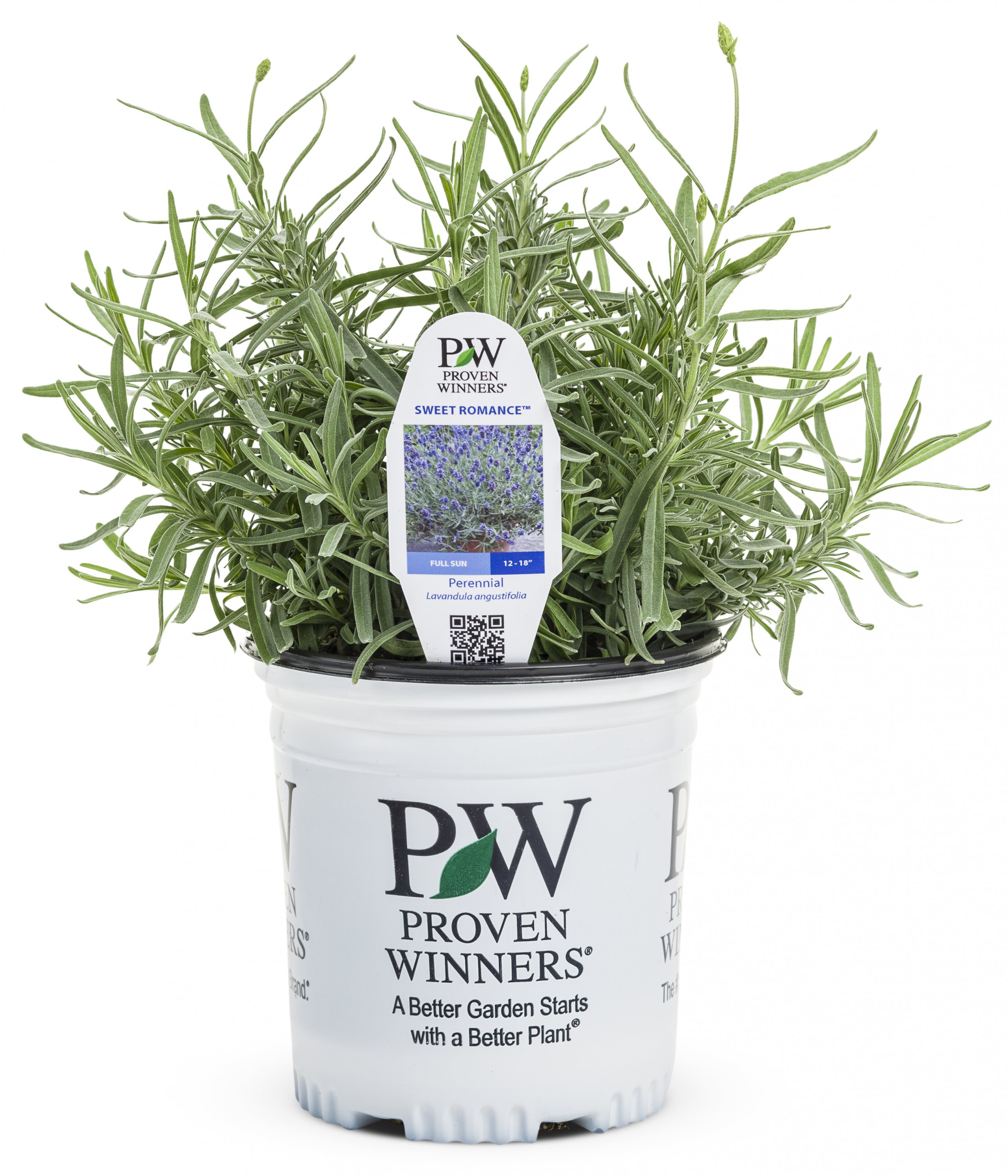 Trade Gallon Perennial