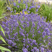 Thumbnail of 'Summer Serenade' - Lavender - Lavandula angustifolia