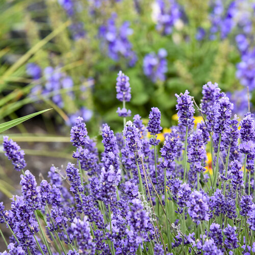 Close-up: Lavandula Summer Serenade Lavender