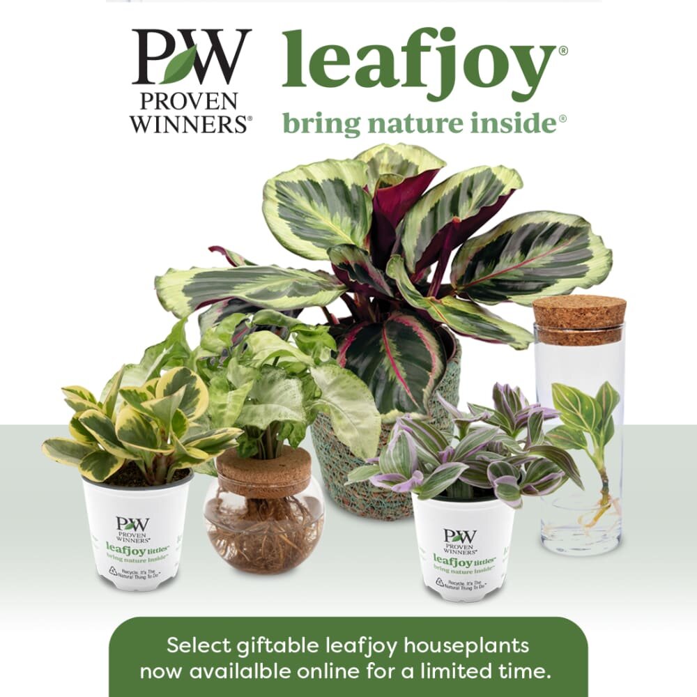 leafjoy