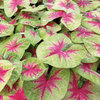 Heart to Heart® 'Lemon Blush' - Shade Caladium - Caladium hortulanum