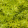 Lemon Coral® - Sedum mexicanum