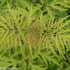 Lemony Lace® - Elderberry - Sambucus racemosa