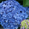 Let's Dance® Rhythmic Blue® - Reblooming Hydrangea - Hydrangea macrophylla