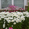 Amazing Daisies® Daisy May® - Shasta Daisy - Leucanthemum superbum